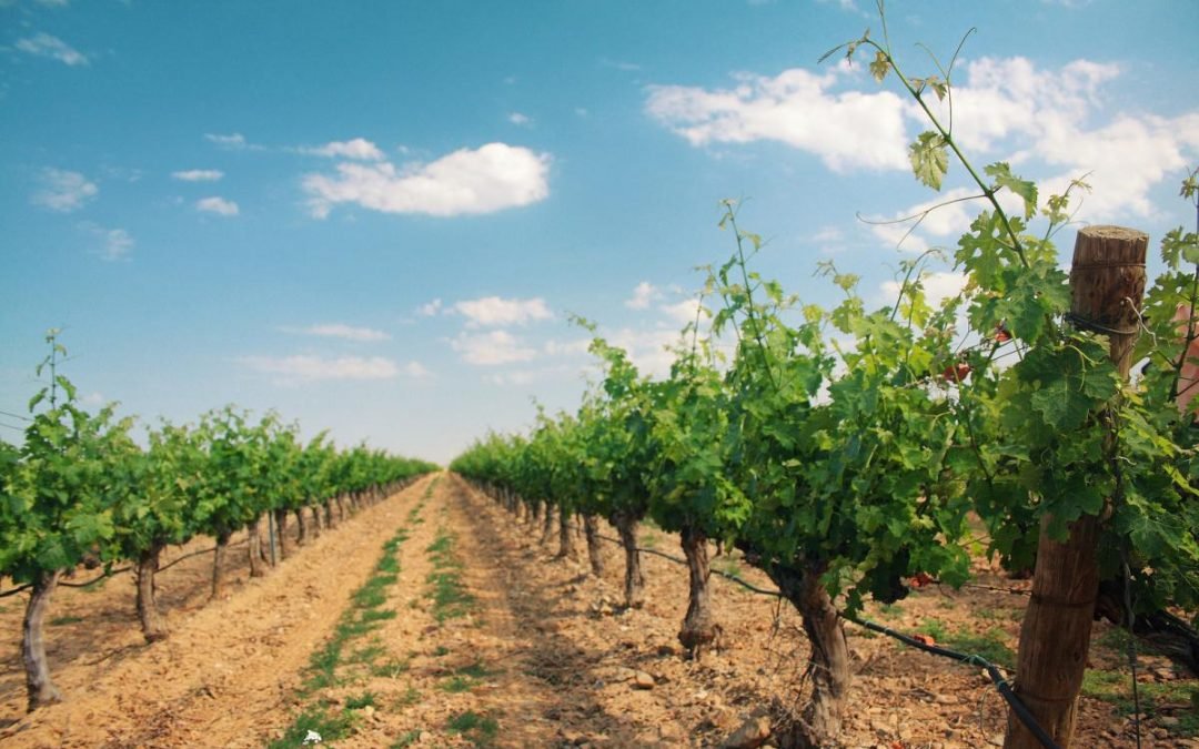 Experto chileno en fruticultura y viticultura ecológica visita Uruguay