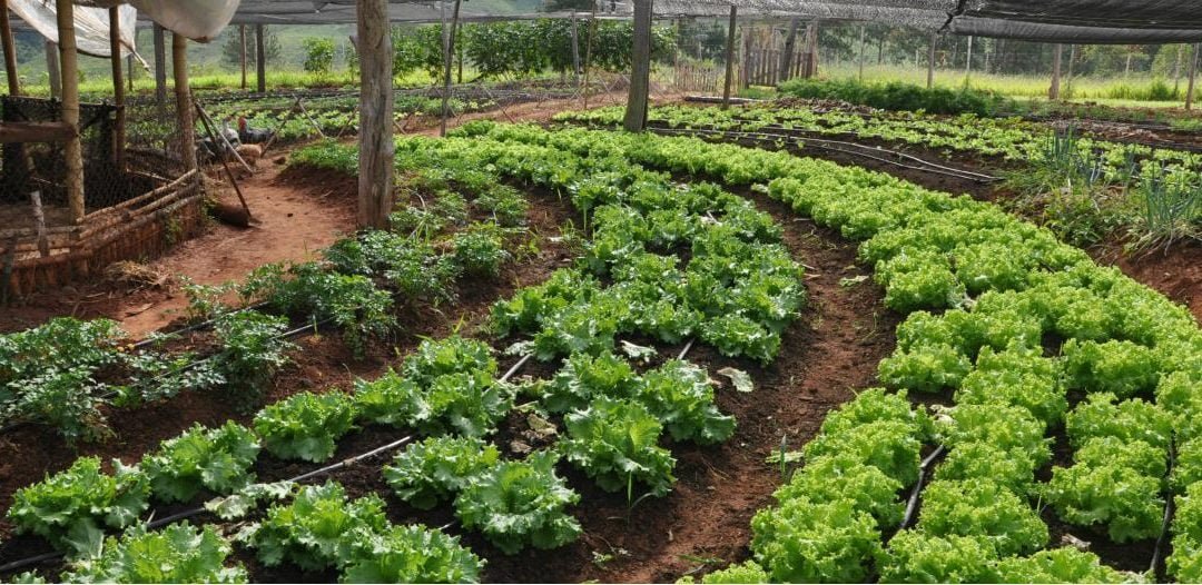 Zonas buffer agroecológicas en Canelones
