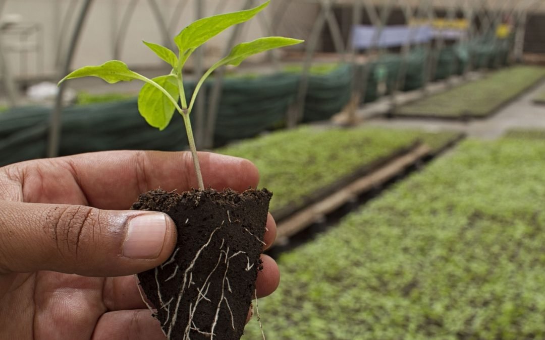 Plan Nacional de Agroecología una política pública posible, necesaria y urgente